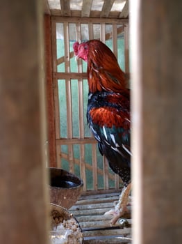 A rooster in a bamboo cage photo