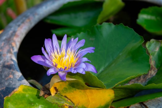 A purple flower is growing in a pot photo