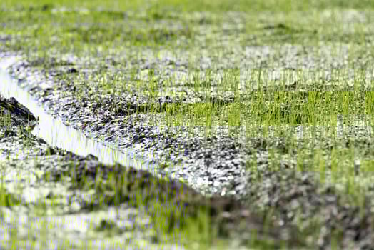 A puddle of water is running through a field of green grass photo