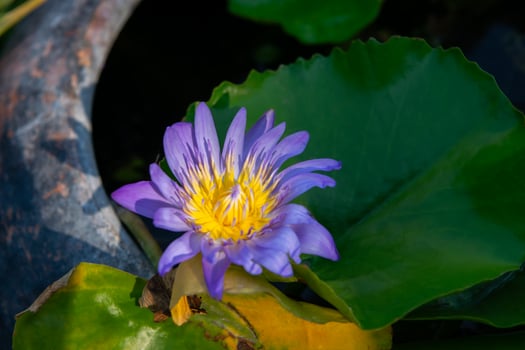 A purple flower with yellow center in a pond photo