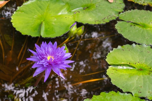 A purple water lily in a pond surrounded by green leaves photo
