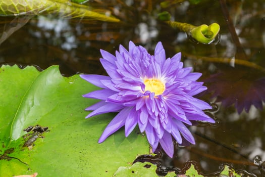 A purple flower in the water photo