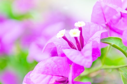Purple flowers with white petals in the garden photo