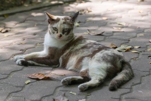A cat laying on a brick sidewalk photo