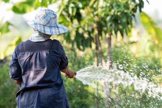 An elderly woman watering her garden with a hose photo