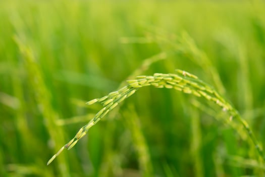 Close up of green rice in a field photo