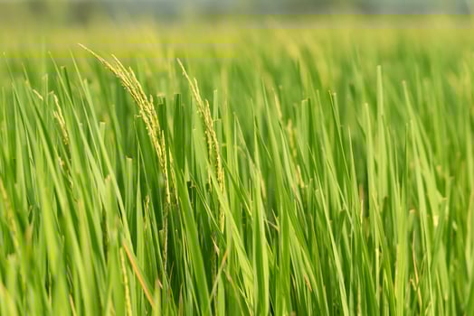 A close up of a green field with rice photo