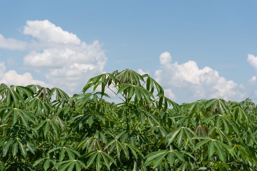 A large field of green plants with a bird flying in the air photo