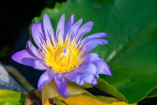 A purple water lily with yellow petals photo