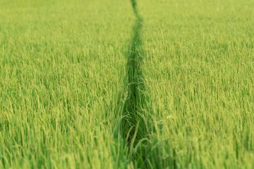 A path in a green field with grass growing photo
