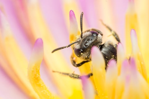 A bee sits on the top of a purple flower photo