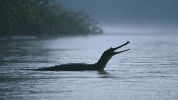 Gharial Emerging From River at Dawn Shows Sharp Snout Silhouette Against Serene Water Backdrop in Natural Habitat photo