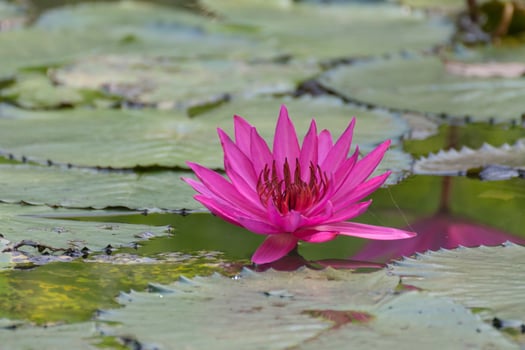 A pink water lily in a pond with green leaves photo