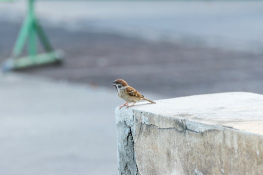 A small bird is sitting on a cement ledge photo