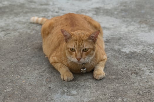 A cat laying on the ground photo