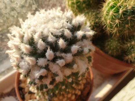 A cactus plant with white fuzz on it photo