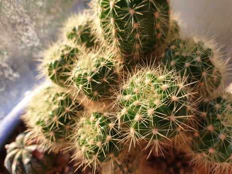 A cactus plant in a pot with a window photo