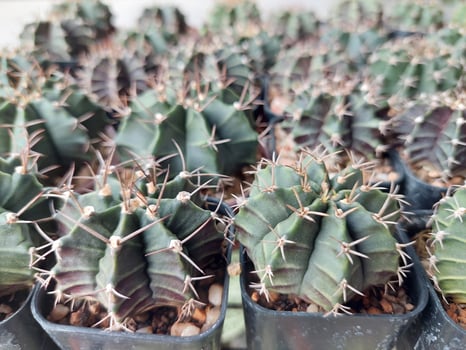 A group of cactus plants in pots photo
