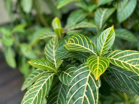 A close up of a plant with green and yellow leaves photo