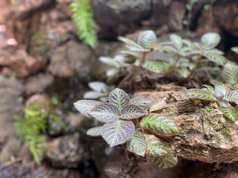 A plant growing on a rock in the forest photo