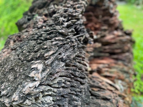 A close up of a tree trunk with a green background photo