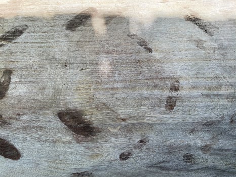 A large tree trunk with a large number of footprints photo