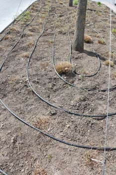An Irrigation System in a Garden Utilizing Spiral Tubing for Efficient Watering Solutions photo