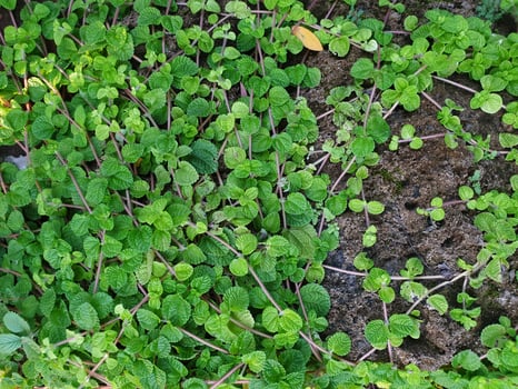 A plant with green leaves growing in the dirt photo