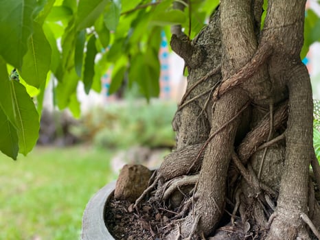 A tree with roots growing out of it in a pot photo