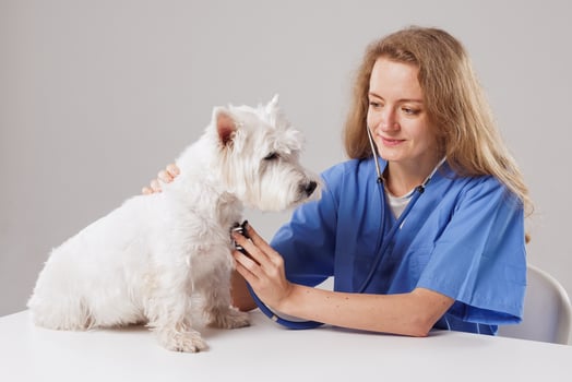 Veterinarian Examining Dog in Clinic with Stethoscope, Animal Health Checkup and Medical Care photo