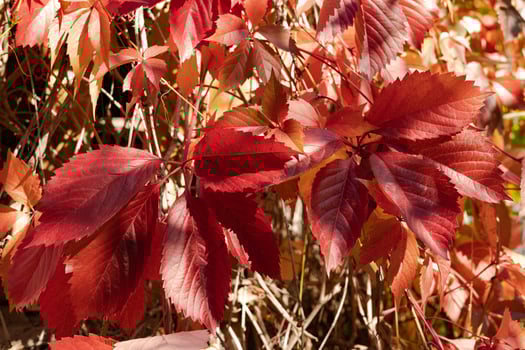 Bright red leaves of wild grapes on a sunny autumn day, photo