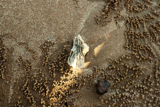 sea coral on the beach sand photo