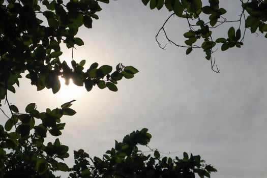 during the day the sky is clear and the leaves are blown by the wind photo