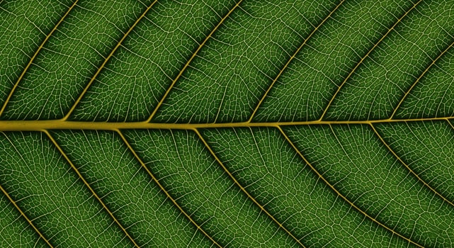 A close up of a green leaf photo
