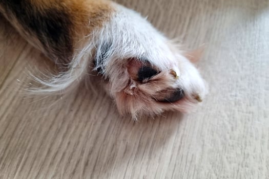 Close-Up of a Cat Paw on Wooden Floor Cozy Pet Themes for Home Decoration photo