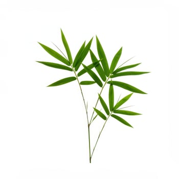 Vibrant green bamboo leaves elegantly arranged on thin stems against a clean white background photo