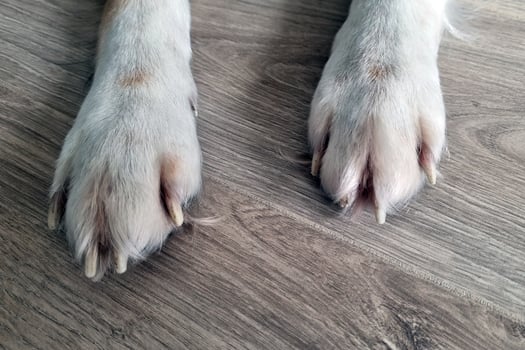 Close-Up of Dog Paws on Hardwood Floor - Pet Care and Lifestyle Stock Photo