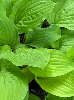 Lime green hosta leaves background photo