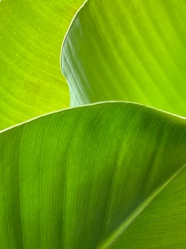 Leaf background with shades of green photo