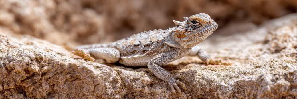 Horned Lizard Basking on Textured Desert Rock in Warm Sunlight Showcasing Unique Features and Natural Habitat photo