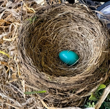 One blue egg in nest photo
