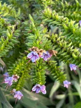 Purple flowers in bush photo