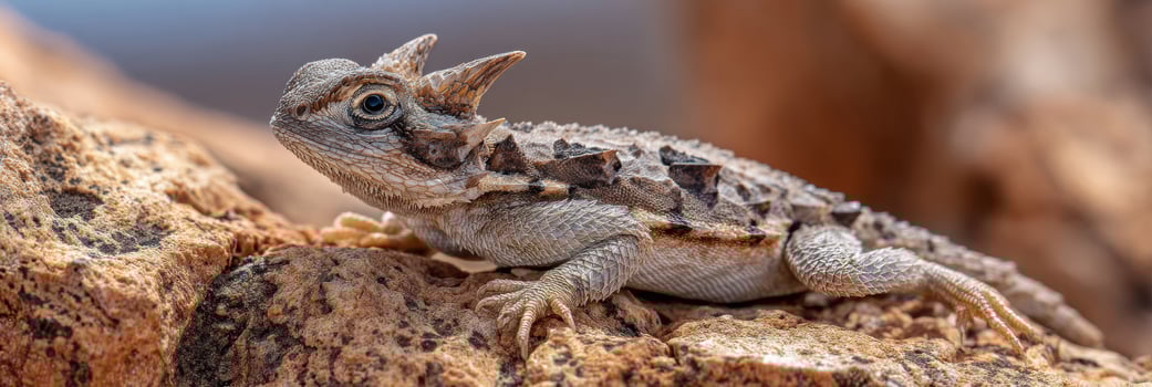 Horned Lizard Perched on Textured Desert Rock in Arid Landscape Under Bright Sun photo
