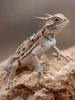 Horned Lizard Perched on Textured Desert Rock in a Warm Environment photo