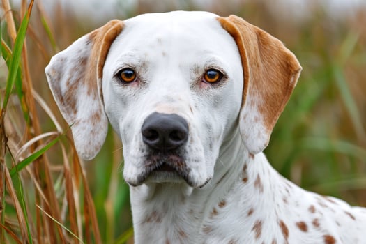 Hunting dog looking ahead in the grass photo