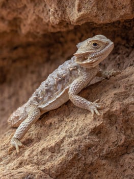 Horned Lizard Resting on Textured Desert Rock During Sunny Day in Natural Habitat photo