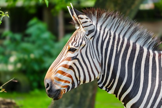 A stunning zebra portrait featuring bold black and white stripes against a lush green backdrop. This captivating image highlights the unique beauty of the zebra, perfect for nature enthusiasts. photo