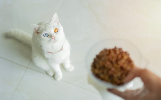 High angle view of woman feeding with dry food her cat at home. photo