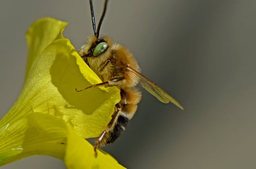 Bee on yellow flower photo