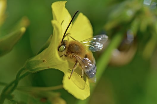 Bee on a yellow flower photo
